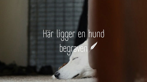 Swedes Smell a "Buried Dog" When Things Get Fishy