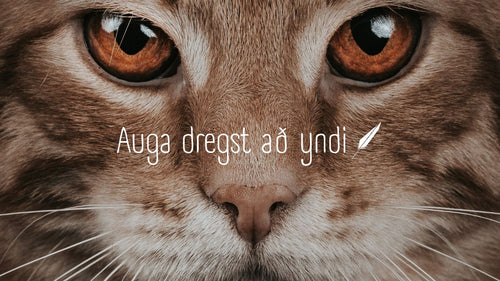 Your Eyes Always Find What You Love