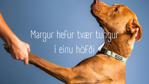 The Duality of the Tongue: Navigating the Maze of Deceit