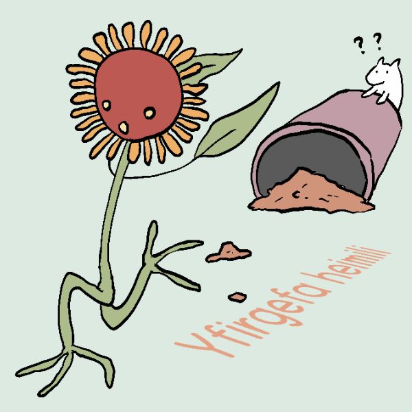 sunflower run away from its home. A mice behind its pot and doesn't know what has happened.