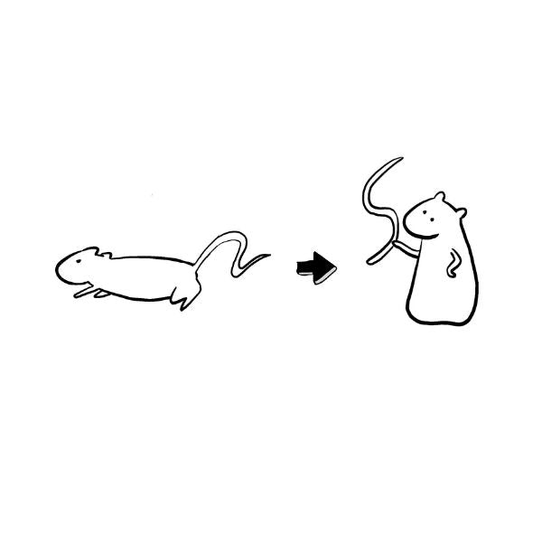 Illustration of two rats with an arrow between them on a white background