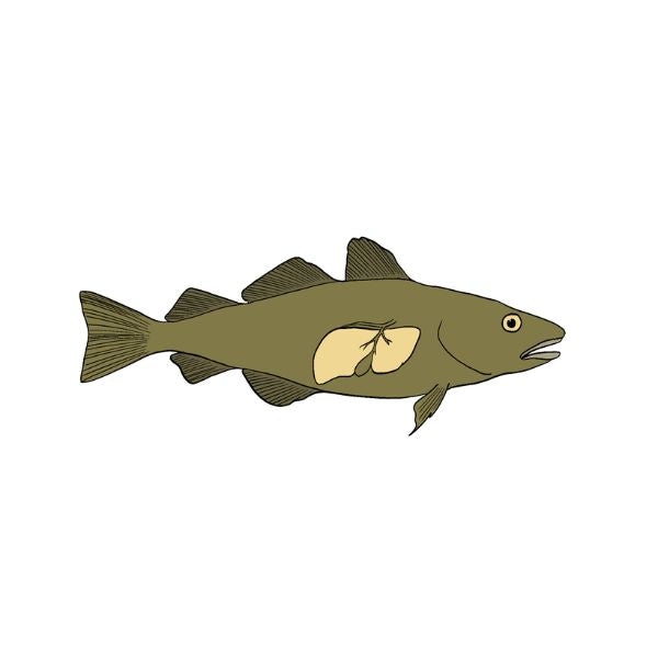 Illustration of a fish with a yellow patch on a white background