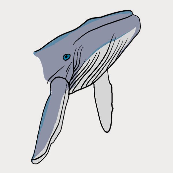 A minimalist line art illustration of a blue-gray whale.