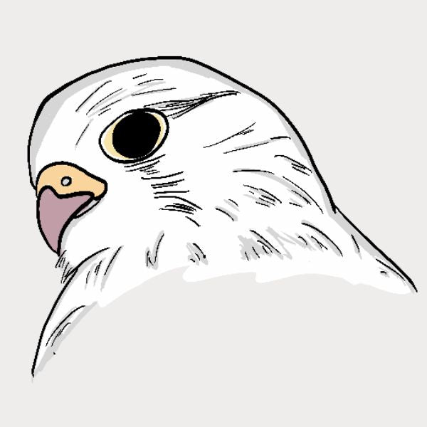 A minimalist line art illustration of a white falcon, shown in a close-up profile view.