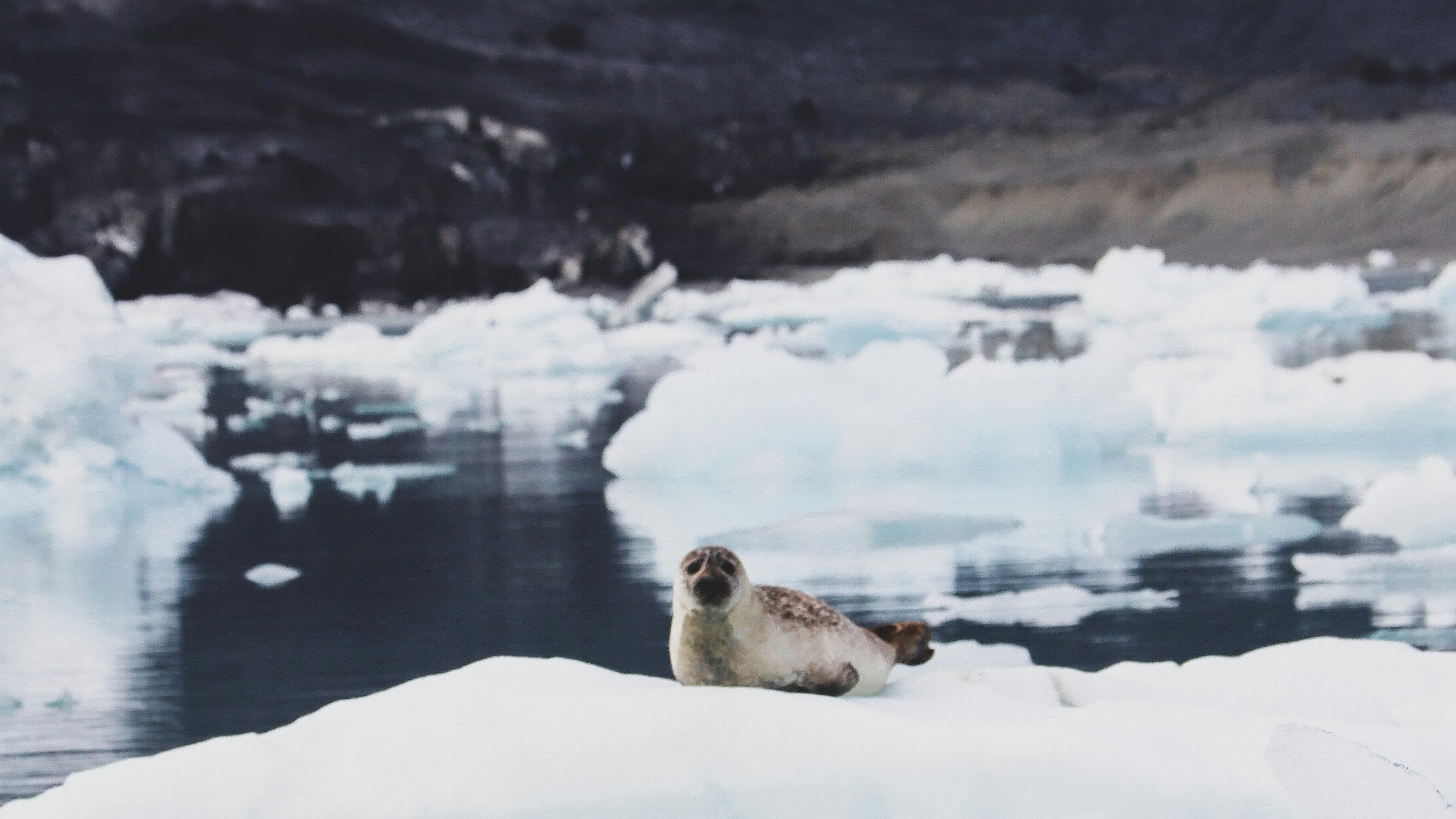 A seal pup rests on a large iceberg floating in dark blue water, with smaller ice chunks and a dark rocky shoreline in the background.
