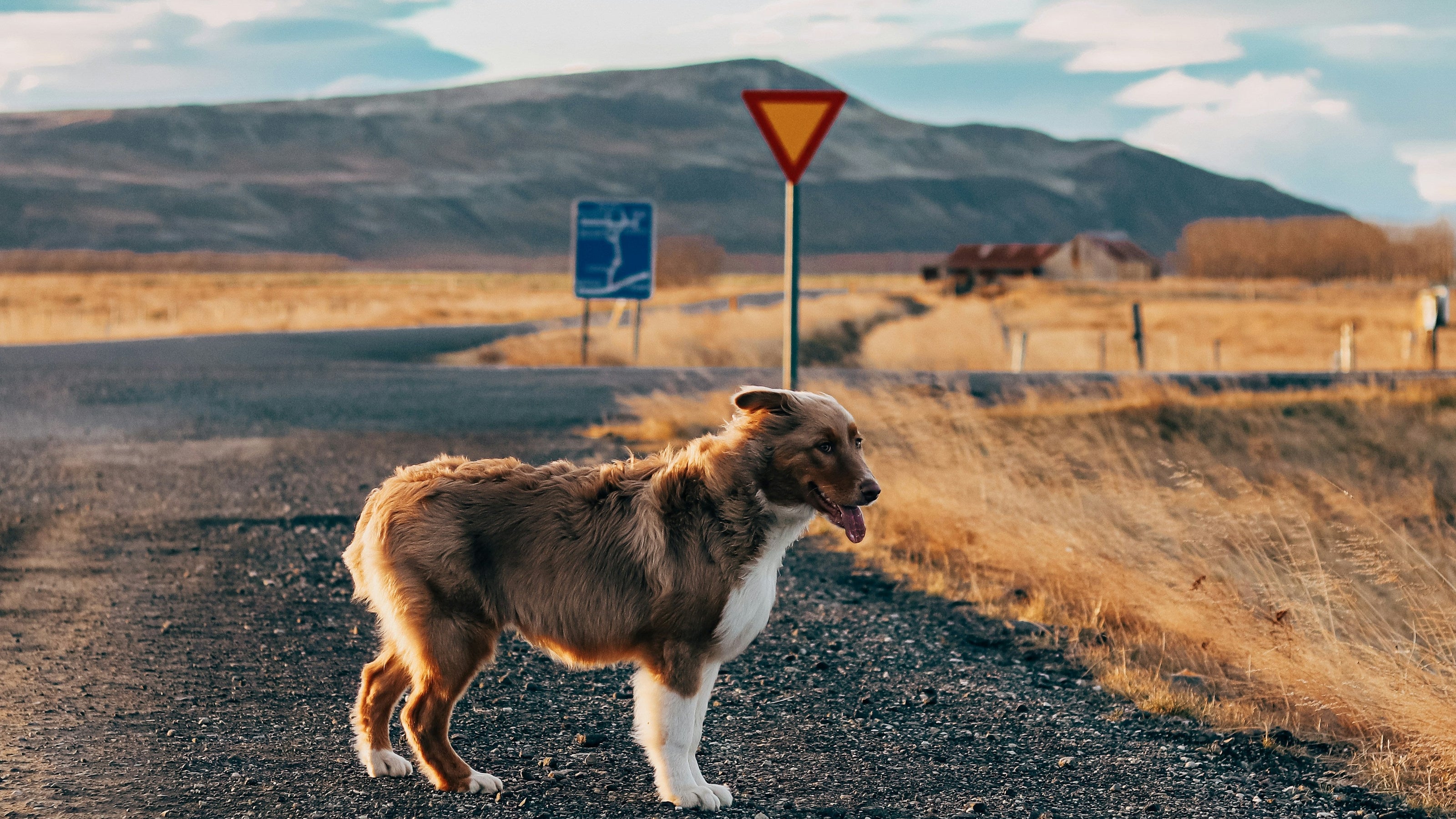 A brown and white collie-type dog stands on a gravel road in an open landscape with dry grass, distant hills, and a cloudy sky. Road signs are visible in the background.