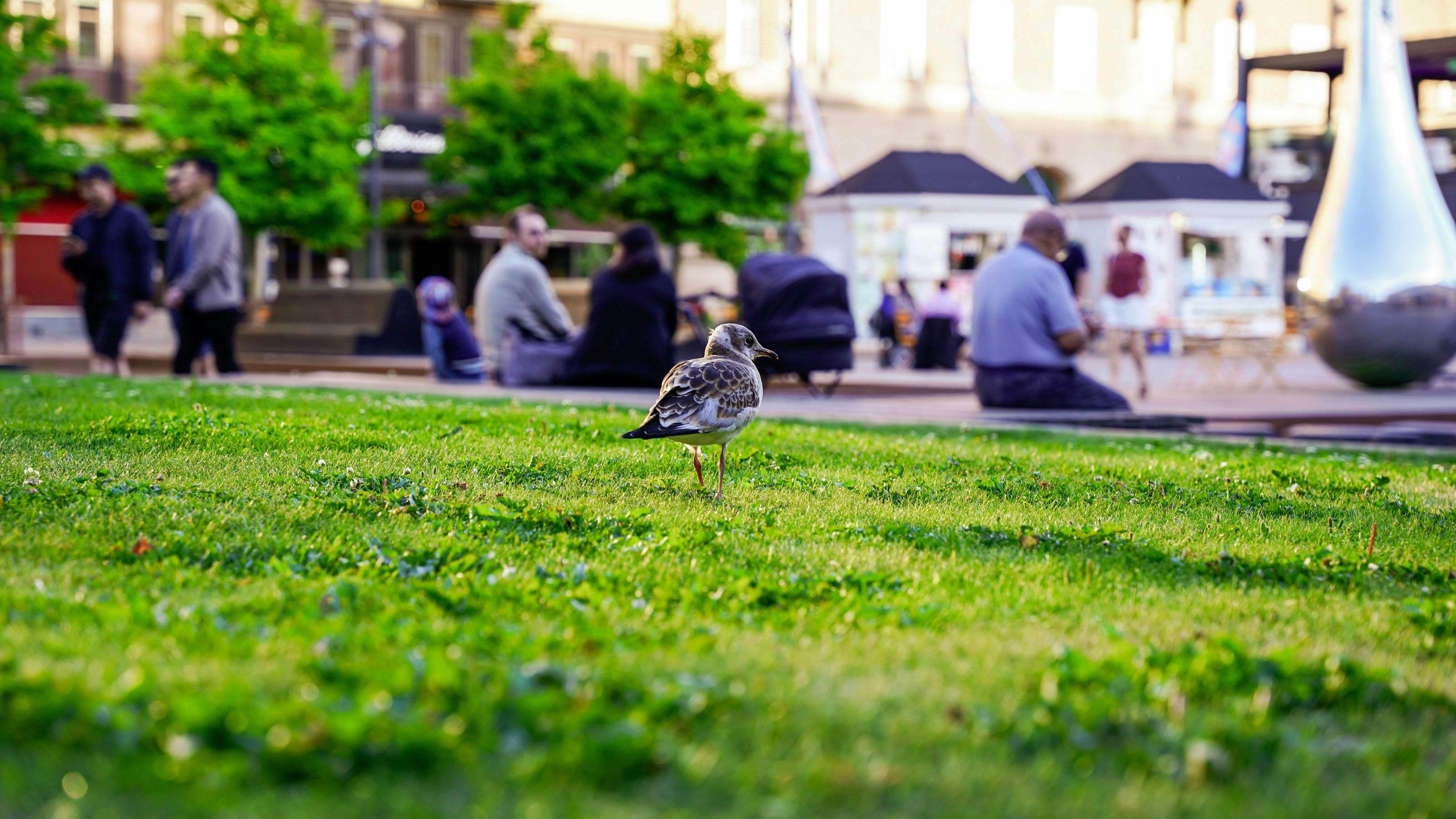Bird on grass with people in the background in an urban park setting